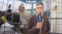 تعرف على "الدجاج الفيومي".. أفضل أنواع الدواجن وأكثرها إنتاجا للبيض سنوايا